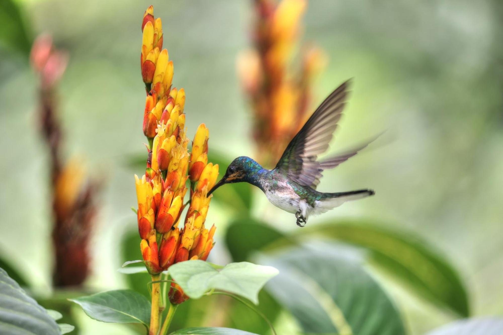 Hadco Experiences At Asa Wright Nature Centre Blanchisseuse Esterno foto