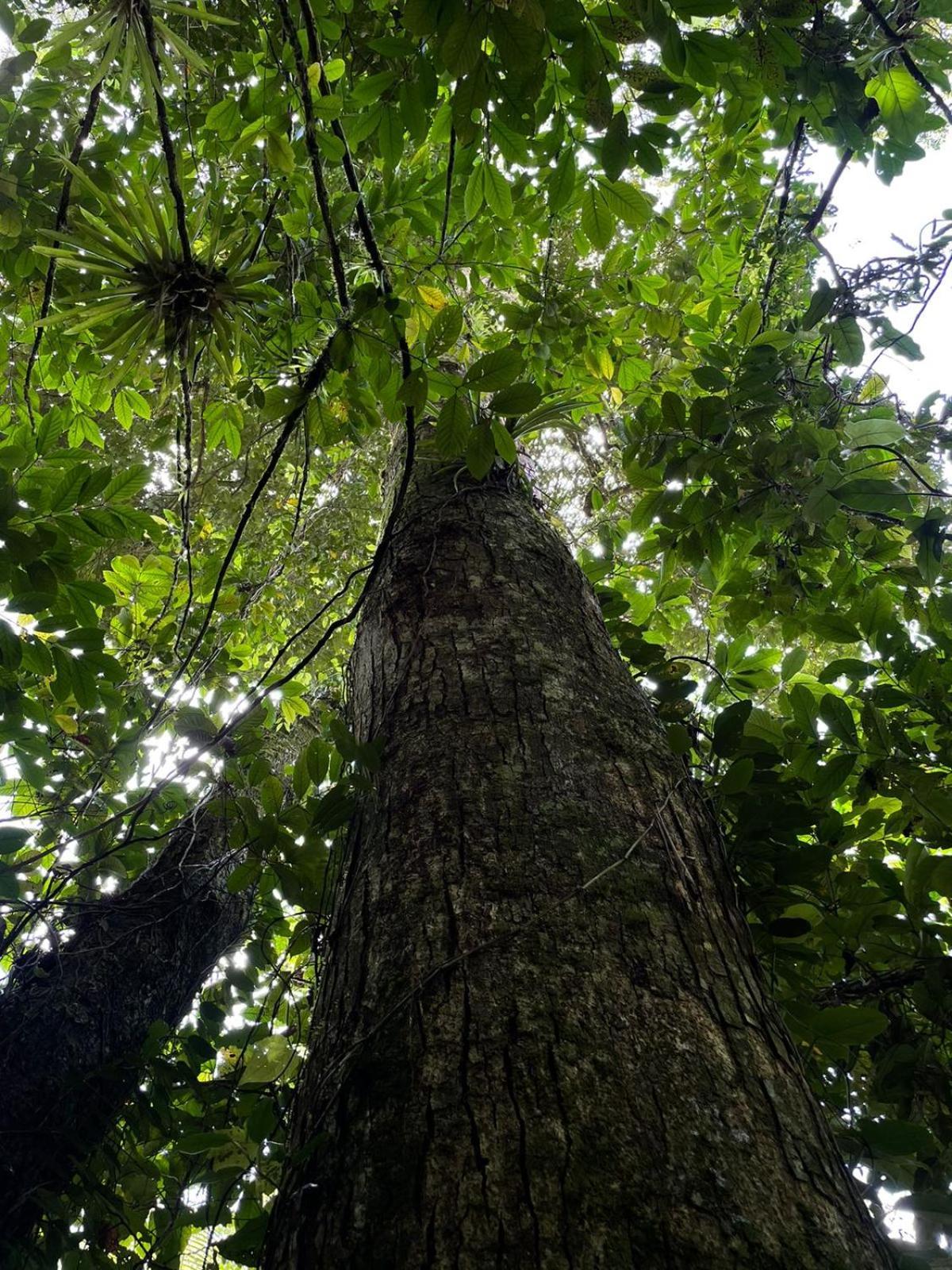 Hadco Experiences At Asa Wright Nature Centre Blanchisseuse Esterno foto