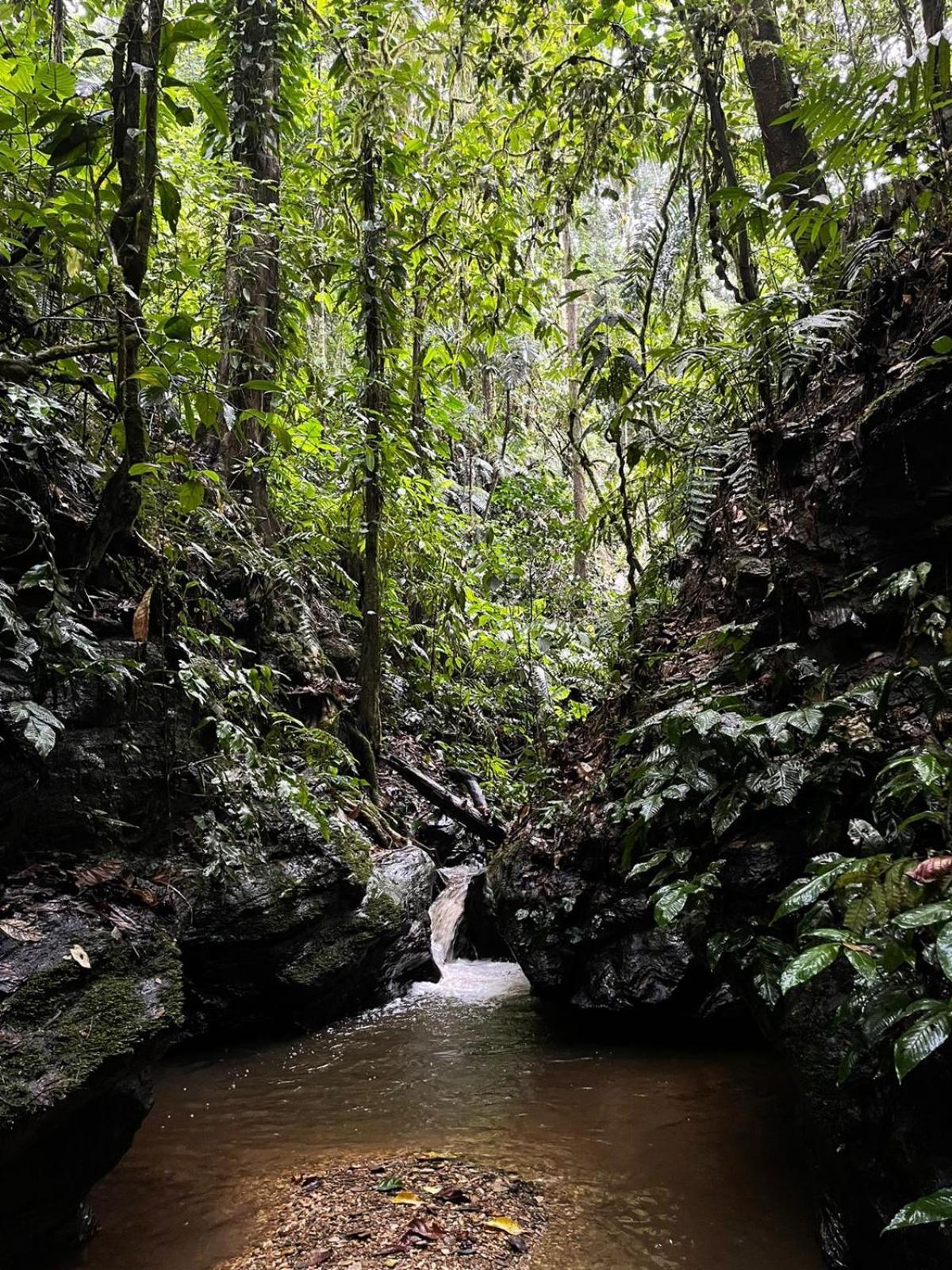 Hadco Experiences At Asa Wright Nature Centre Blanchisseuse Esterno foto